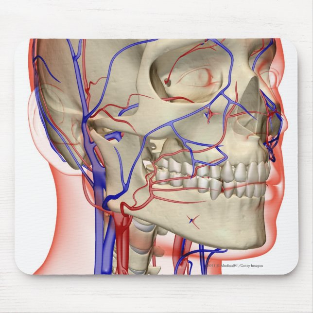 Arteries and veins in the head and neck mouse pad (Front)