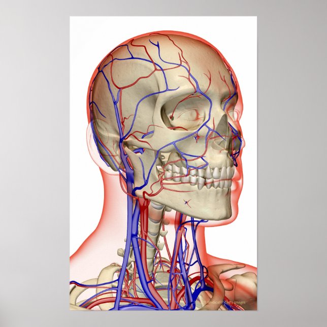 Arteries and veins in the head and neck poster (Front)