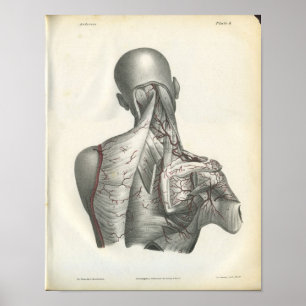 Arteries of the Back Anatomy Print