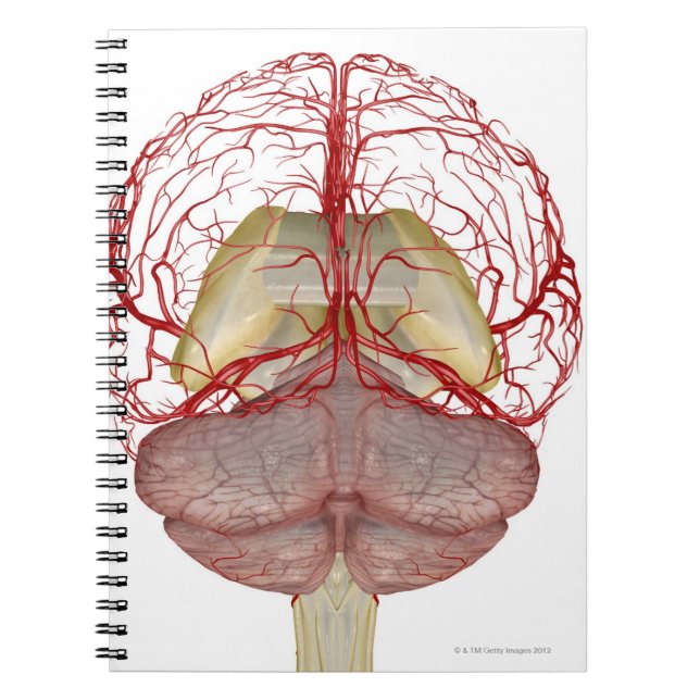 Arteries of the Brain 2 Spiral Notebook (Front)