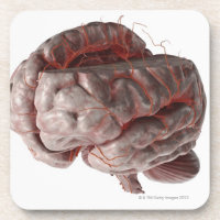 Arteries of the Brain 3