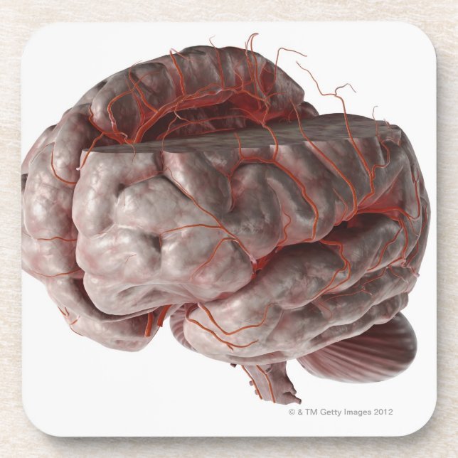 Arteries of the Brain 3 Coaster (Front)