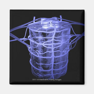 Arteries surrounding part of the spinal column magnet