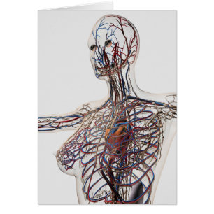 Arteries, Veins, And Lymphatic System 1