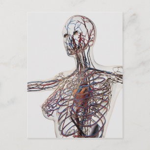 Arteries, Veins, And Lymphatic System 1 Postcard