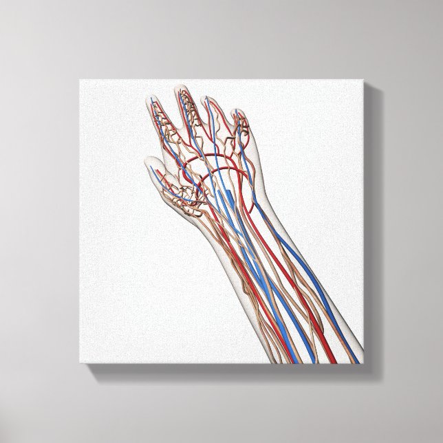 Arteries, Veins, And Lymphatic System 3 Canvas Print (Front)
