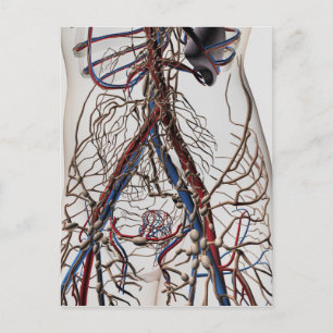 Arteries, Veins, And Lymphatic System 4 Postcard