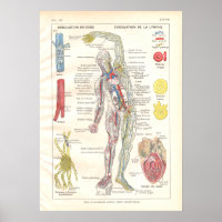 Arteries, Veins Lymphatics Anatomy Poster French