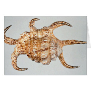 Arthritic spider, conch