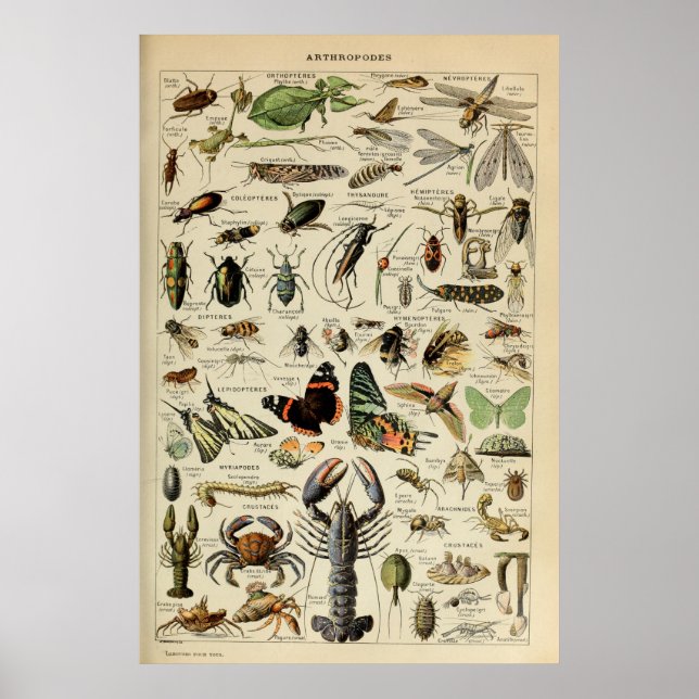 Arthropods - Collection of  invertebrate animals Poster (Front)
