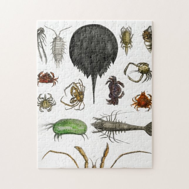 arthropods jigsaw puzzle (Vertical)