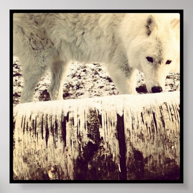 Arthur the Wolf Poster (Front)