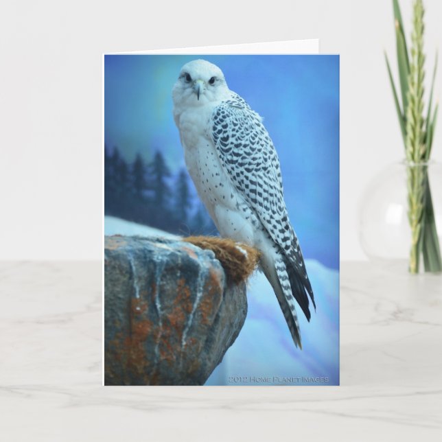 Artic Falcon Greeting Card (Front)