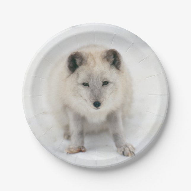 Artic Fox Paper Plate (Front)