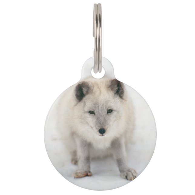 Artic Fox Pet Tag (Front)