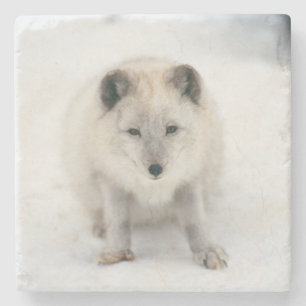 Artic Fox Stone Coaster