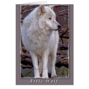 Artic Wolf