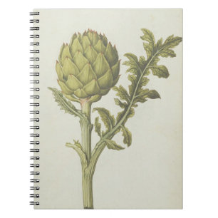 Artichoke: Cynara scolymus, c.1568 Notebook