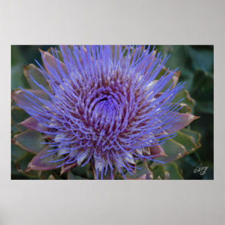 Artichoke Floral Print