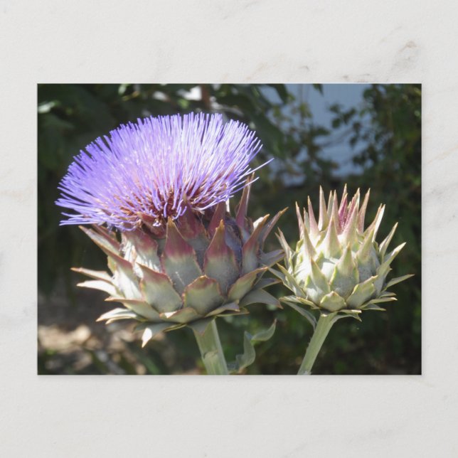 Artichoke Flowers Postcard (Front)