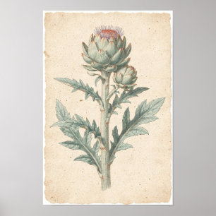 Artichoke Plant Botanical Art Print