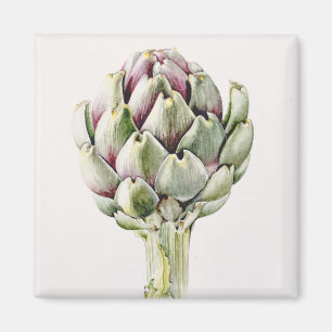 Artichoke Study 1993 Magnet