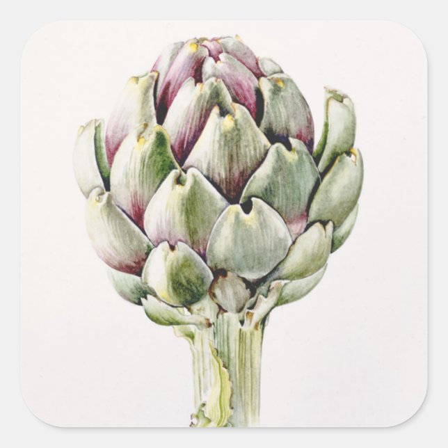 Artichoke Study 1993 Square Sticker (Front)