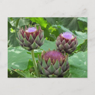 Artichokes in Bloom Postcard