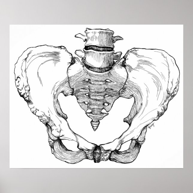 Articulated Pelvis Poster (Front)