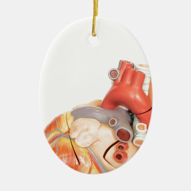 Artificial model of a heart side view ceramic tree decoration (Front)