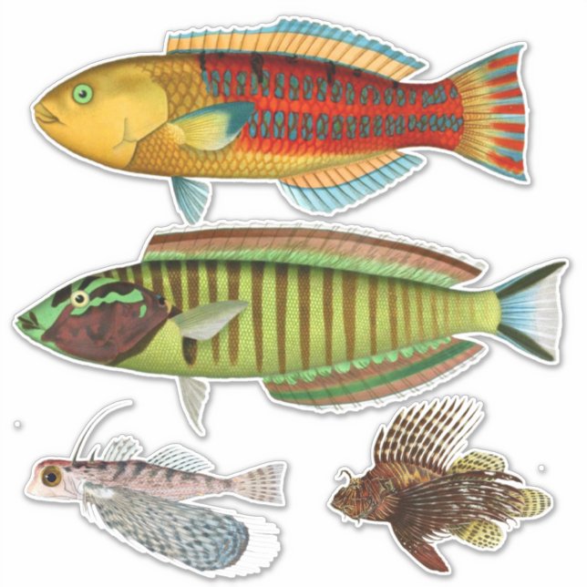 Artist Impression Tropical Fish Illustration Vinyl (Front)