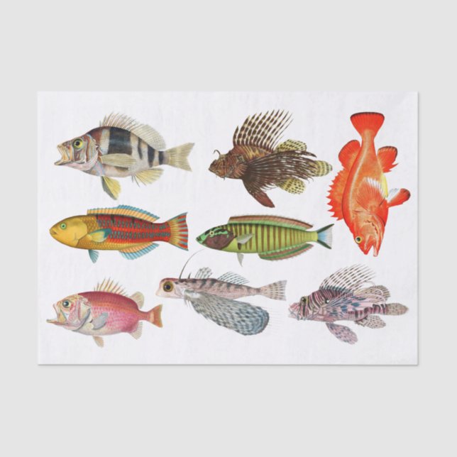 Artist Impressions Ocean Sea Life Fish Species Tissue Paper (Front)