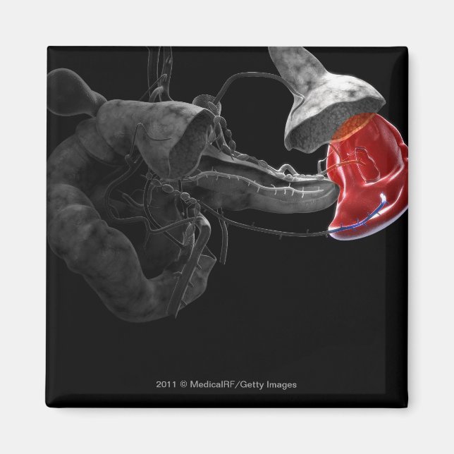 Artistic 3d rendering of the spleen magnet (Front)