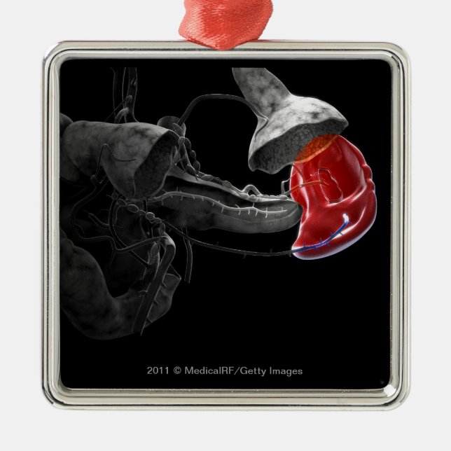 Artistic 3d rendering of the spleen metal tree decoration (Front)