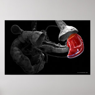 Artistic 3d rendering of the spleen poster