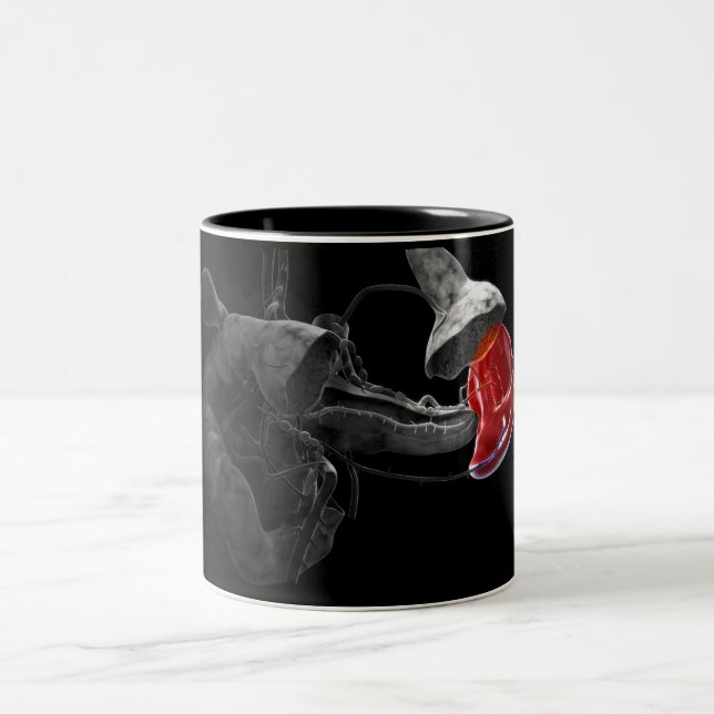 Artistic 3d rendering of the spleen Two-Tone coffee mug (Center)