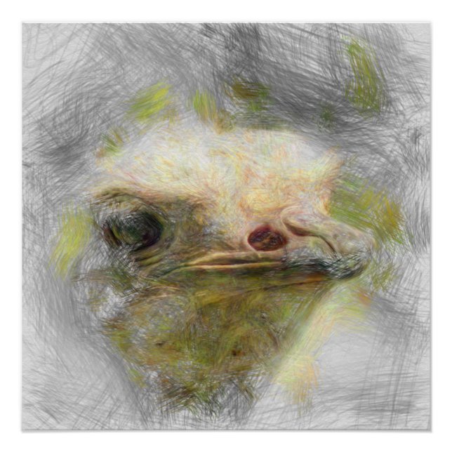 artistic animal ostrich poster (Front)