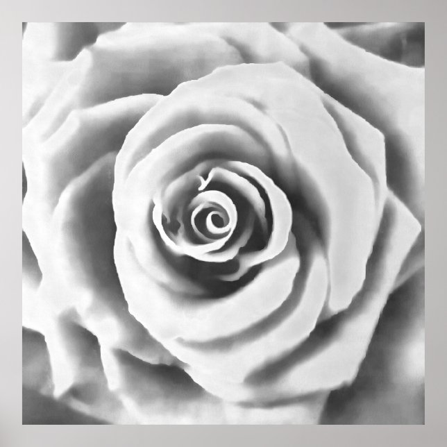 Artistic Big White Rose Poster (Front)