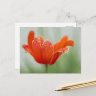Artistic Blooming Red Tulip Flower Photograph Postcard