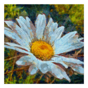 Artistic Close Up of a Marguerite Daisy Flower Poster