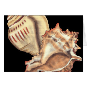 Artistic Conch Shells