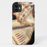 Artistic Conch Shells