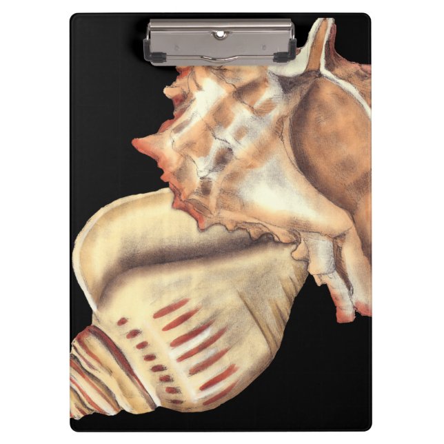 Artistic Conch Shells Clipboard (Front)