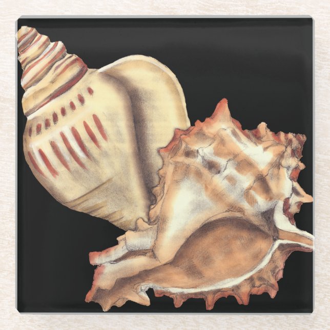 Artistic Conch Shells Glass Coaster (Front)