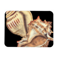 Artistic Conch Shells
