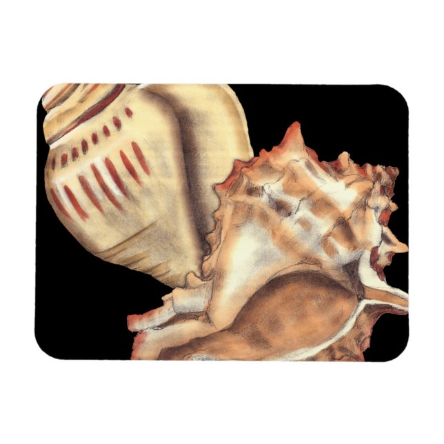 Artistic Conch Shells Magnet (Horizontal)