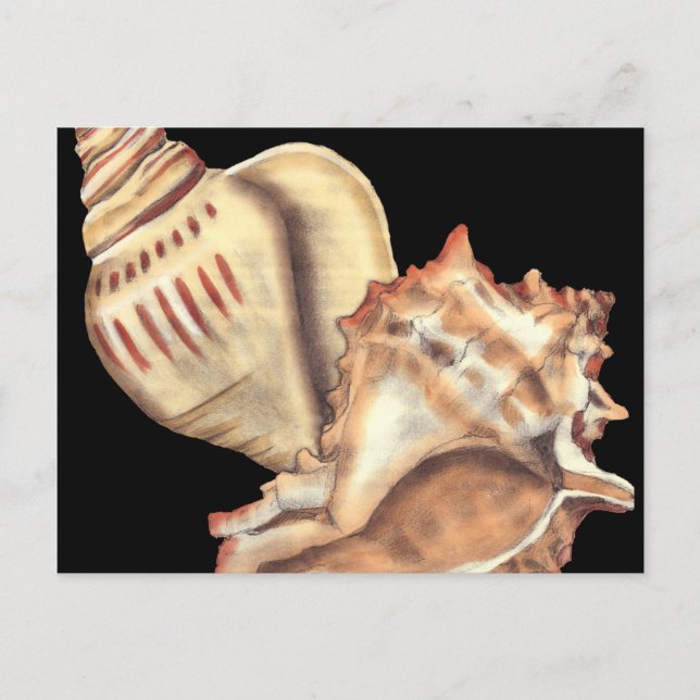 Artistic Conch Shells Postcard (Front)
