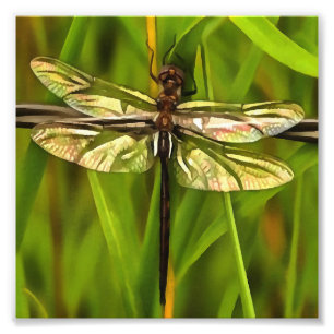 Artistic Dragonfly In Brown And Yellow On Green Photo Print