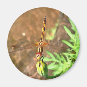 Artistic Dragonfly Resting On A Flower Head Magnet