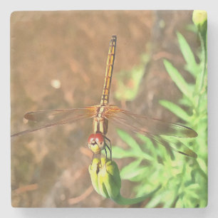 Artistic Dragonfly Resting On A Flower Head Stone Coaster